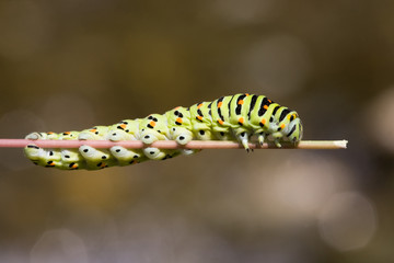 caterpillar