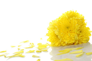 Yellow chrysanthemums