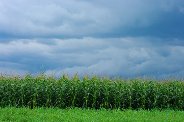 corn field over storm sky