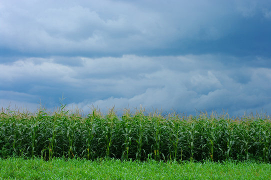 corn field over storm sky