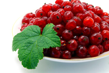 currant