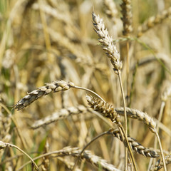 Close-up of golden ears of wheat