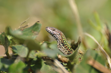 Lucertola