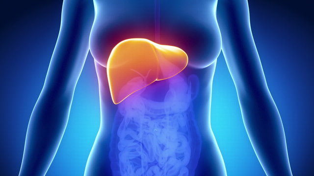 Female LIVER anatomy in blue x-ray loop