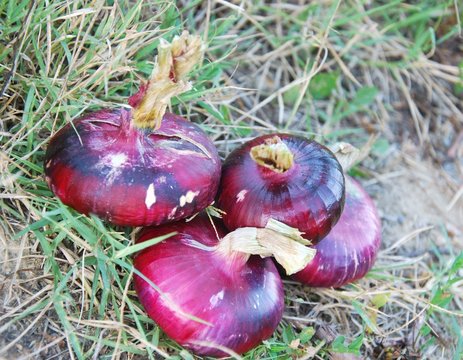 cipolla di certaldo