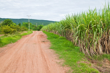 Country road and sugarcane plant,countryside,Thailand