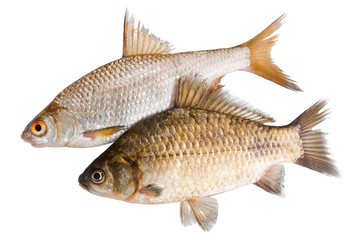 Two raw fishes isolated on a white background