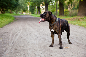 Boxer dog on a dirt road in park