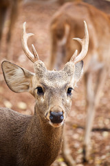 Sambar deer close up