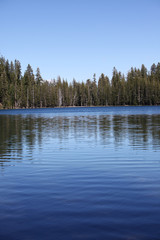 Trees and Lake