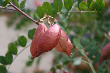 curiosité végétale