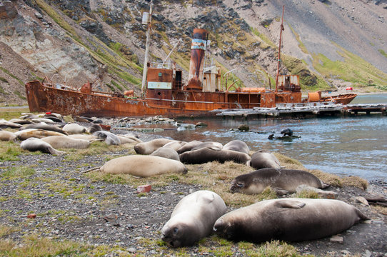 Elephant Seal Colony and old whaling ship