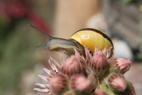 Schnecke erklimmt Blume im Steingarten