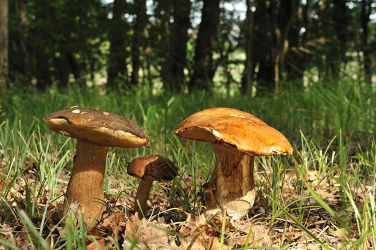 cueillette de bolet en for&ecirc;t