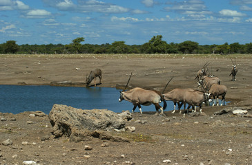 scene d'Etosha