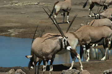 troupeau d'oryx 2