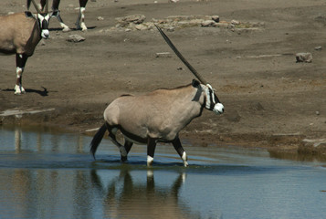 oryx dans l'eau