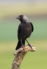 Jackdaw bird