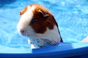 Meerschwein schaut aus Wanne blau