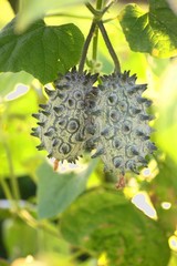 Kiwano auch als afrikanische Horngurke bekannt in Garten