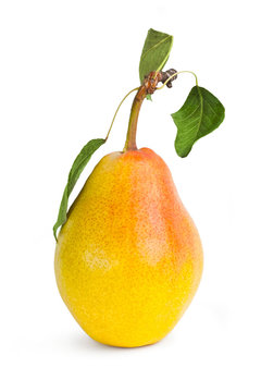 Ripe yellow pear on white background