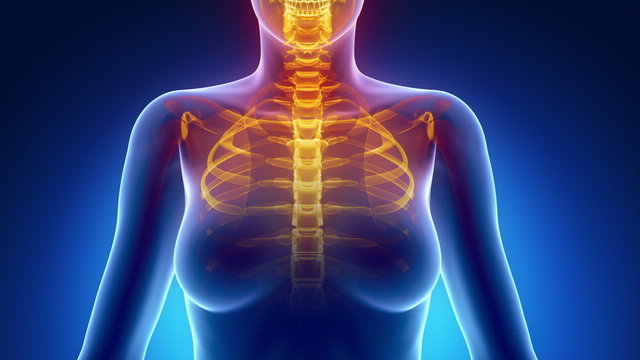 Female scan CHEST anatomy in blue x-ray loop