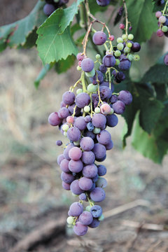 Uvas maduras, vitis labrusca