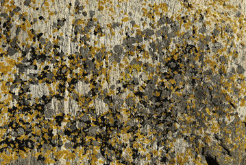 lichen pattern