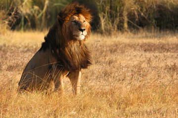 Vieux lion mâle au couchant du Ngorongoro