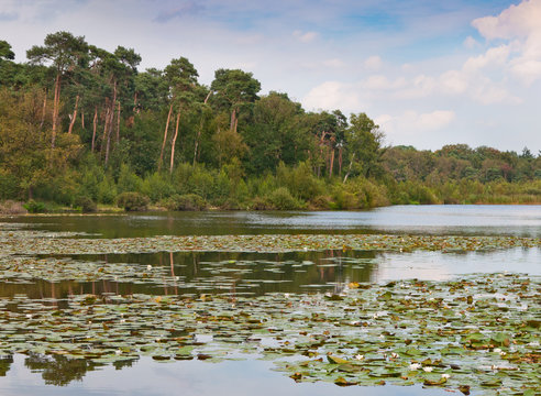 Colorful pine trees along a Dutch lake