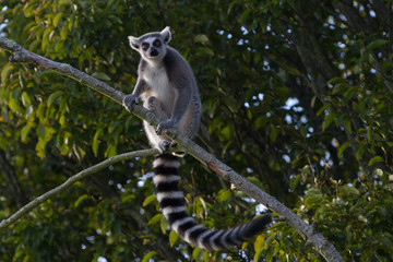 Ring-tailed lemur © Dan Marsh