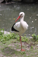 White Stork