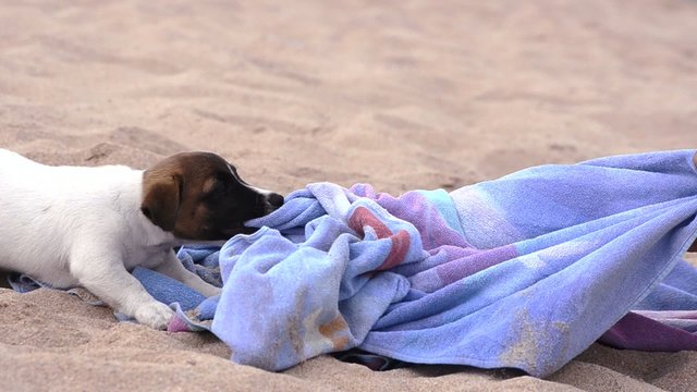 un cagnolino in vacanza