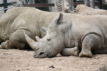 Fototapeta premium White Rhinoceros