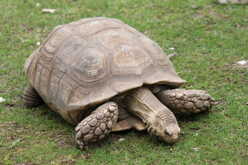 Tortoise
