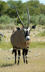 oryx 2