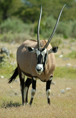 oryx 3