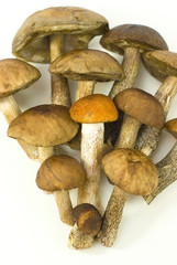 fresh mushrooms on the white background