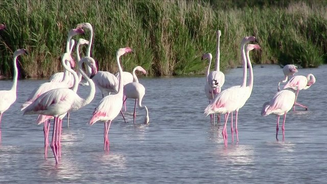 fenicotteri