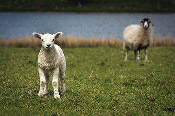 young Lamb with protective mother