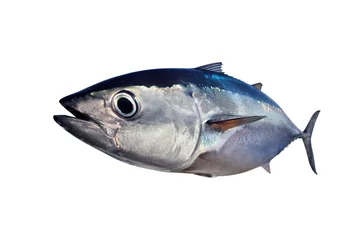 Papier Peint photo autocollant Pêcher Thon rouge isolé sur fond blanc vrai poisson