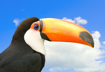 Toucan with sky in background.