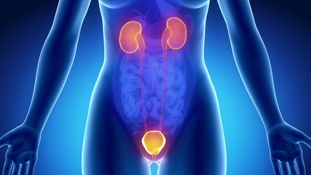 Female URINARY SYSTEM anatomy in blue x-ray loop
