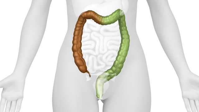 Female COLON anatomy in WHITE loop