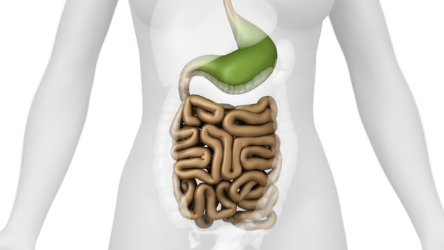 Female GUTS anatomy in WHITE loop