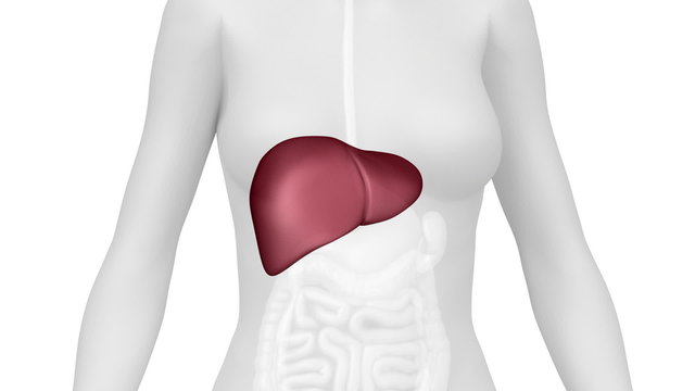 Female LIVER anatomy in WHITE loop