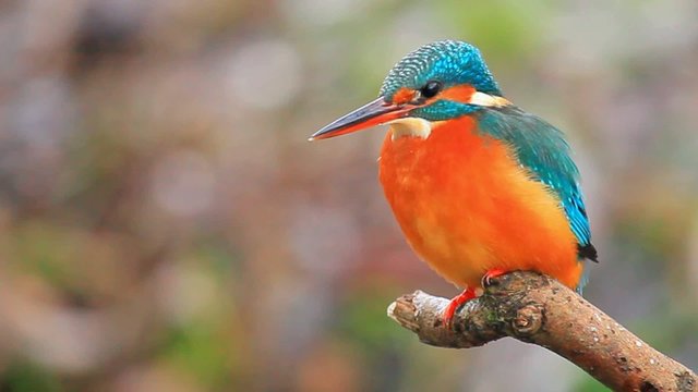 Eisvogel