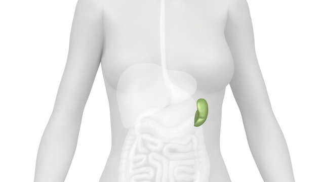 Female SPLEEN anatomy in WHITE loop