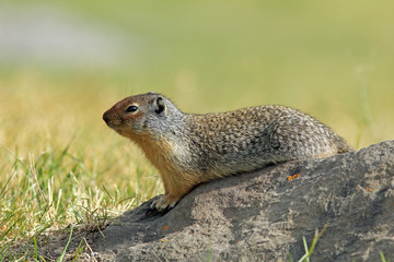 Naklejka na ściany i meble Columbian Ground Squirrel - Banff, Alberta, Kanada