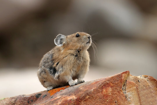 Pika (Ochotona princeps) - Jasper National Park, Alberta